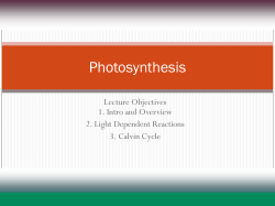 Light NADPH-producing photosystem Reaction