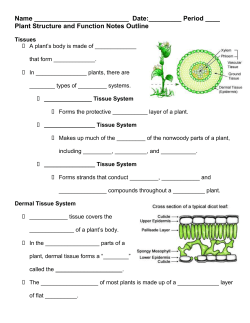Plant Structure and Function Notes Outline