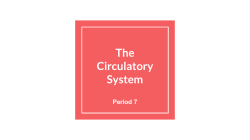 The Circulatory System - Mercer Island School District