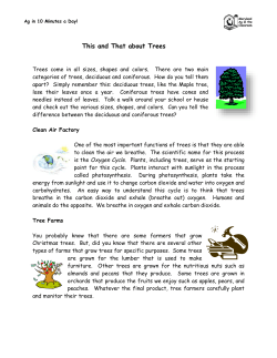 This and That about Trees