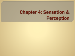 Sensory Processing in the Ear