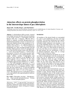 Adenylate effects on protein phosphorylation in the interenvelope