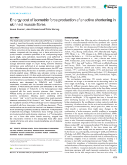 Energy cost of isometric force production after active shortening in