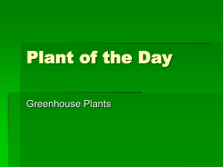 Plant of the Day