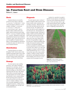 34. Fusarium Root and Stem Diseases