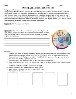 Mitosis Lab &ndash; Onion Root Tip Cells