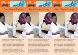 Plant Tissue Culture Plant Tissue Culture Plant