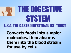 digestion