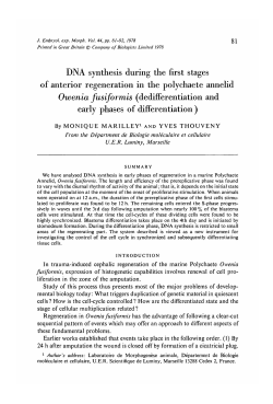 DNA synthesis during the first stages of anterior