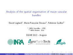 Analysis of the spatial organisation of maize vascular bundles