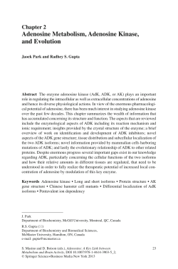 Adenosine Metabolism, Adenosine Kinase, and Evolution