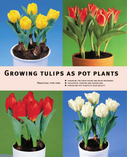 Growing tulips as pot plants