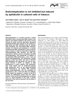 Endoreduplication is not inhibited but induced by aphidicolin in