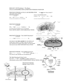 cellresp-photosynthesis worksheet