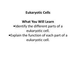 Section 2 Eukaryotic Cells What You Will Learn •Identify the different