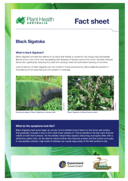 Black Sigatoka - Plant Health Australia