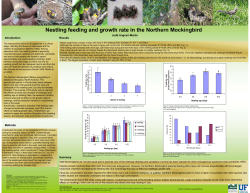 Nestling feeding and growth rate in the Northern Mockingbird