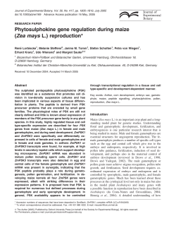Phytosulphokine gene regulation during maize (Zea mays L