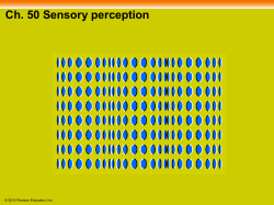 Sensory receptors