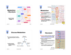 Metabolism - Glycolysis Metabolism Glucose