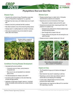 Phytophthora Root and Stem Rot