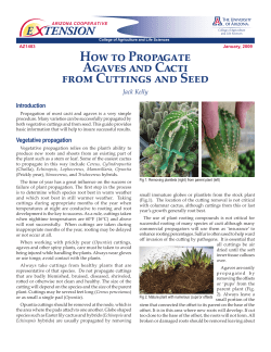 How to Propagate Agaves and Cacti from Cuttings and Seed