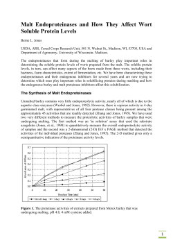 Malt Endoproteinases and How They Affect Wort Soluble Protein