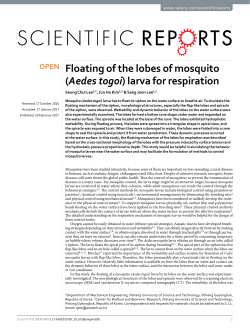 Floating of the lobes of mosquito (Aedes togoi) larva for respiration