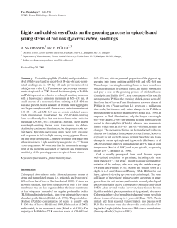 Light- and cold-stress effects on the greening process in epicotyls