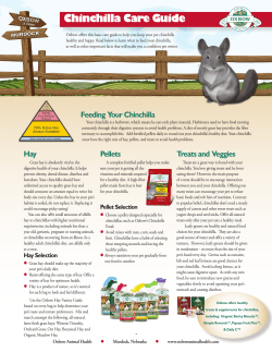 Chinchilla Care Guide