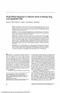 Na,K-ATPase response to osmotic stress in primary dog lens