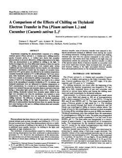 A Comparison ofthe Effects ofChilling on Thylakoid Electron Transfer