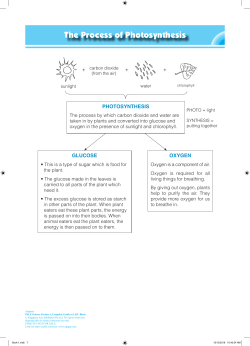 The Process of Photosynthesis