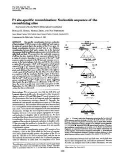 P1 site-specific recombination