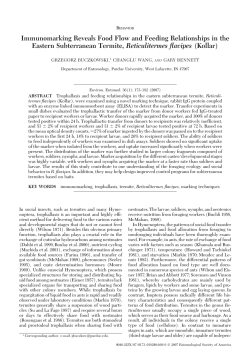 Immunomarking Reveals Food Flow and Feeding Relationships in