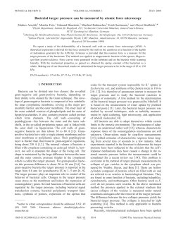 Bacterial turgor pressure can be measured by atomic force microscopy