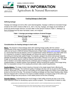 Feeding Baleage to Beef Cattle