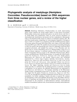 Phylogenetic analysis of mealybugs (Hemiptera: Coccoidea