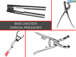Livestock Procedures