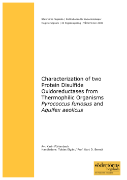 Characterization of two Protein Disulfide