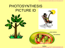 PHOTOSYNTHESIS PICTURE ID