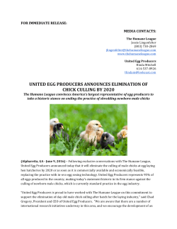 united egg producers announces elimination of chick culling by 2020