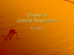 PowerPoint Presentation - Chapter 6 Cellular Respiration