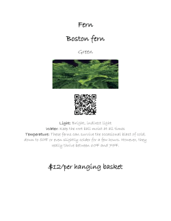 Fern