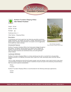 Northern Fountains Weeping Willow