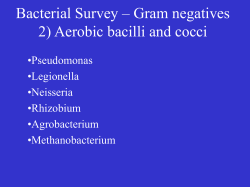 Bacterial Survey &ndash; Gram negatives 2) Aerobic bacilli and cocci