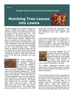 Mulching Tree Leaves into Lawns