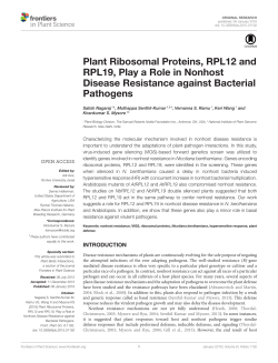 Plant Ribosomal Proteins, RPL12 and RPL19, Play a Role in