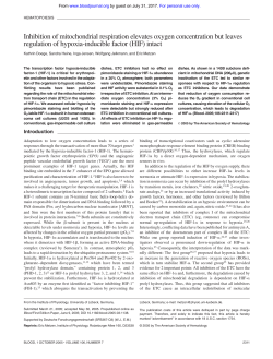 Inhibition of mitochondrial respiration elevates oxygen concentration