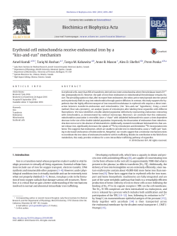 Erythroid cell mitochondria receive endosomal iron by a &ldquo;kiss